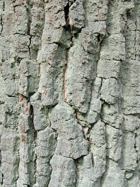 Conceito de textura de madeira de carvalho forte — Fotografia de Stock