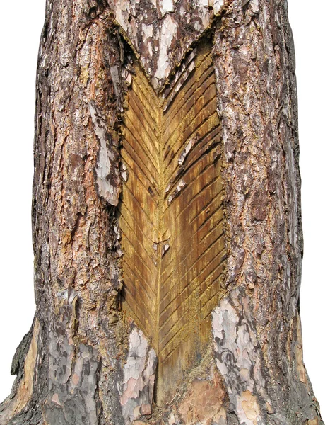 松の木、自然に多くの totching — ストック写真