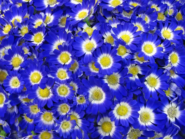 stock image Blue flowers, petals concept, nature