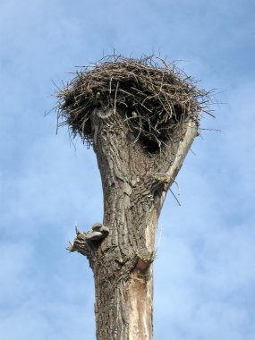 Old tree, nest, white clouds, sky,nature clipart