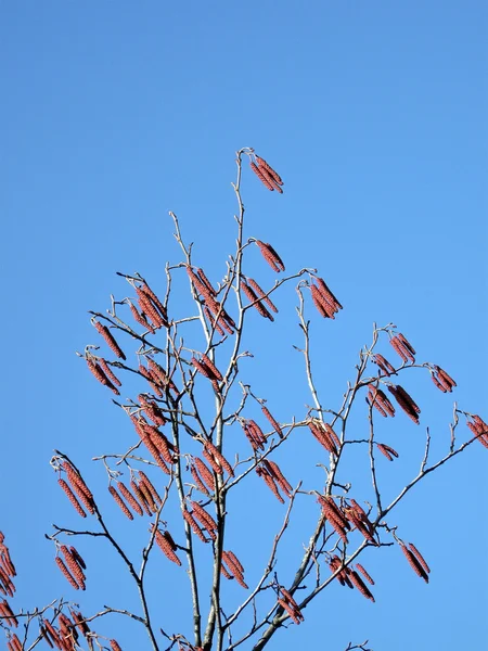 stock image Young alder bud on blue sky, spring conc