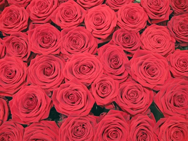 Červené růže hromady, příroda koncepce — Stock fotografie