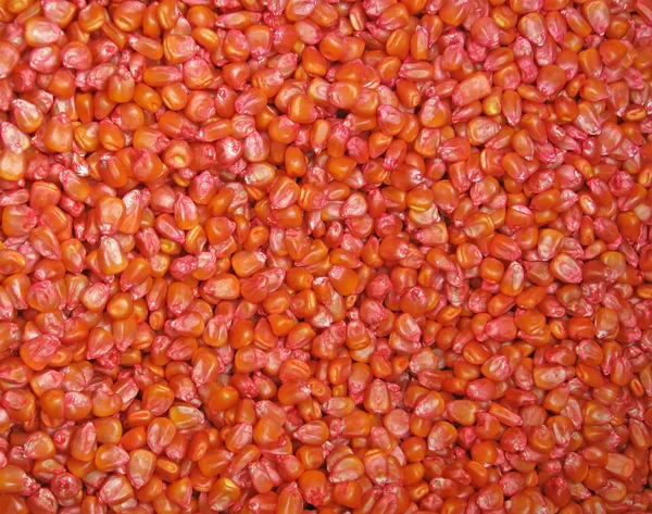 Red grain corn pile, grannular food concept. — Stock Photo, Image
