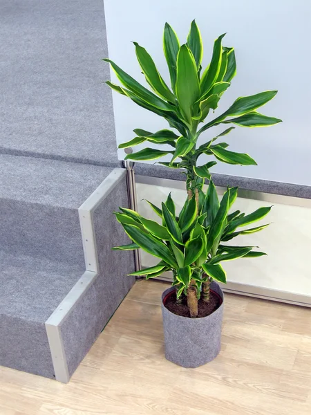 Planta verde con hojas, diseño interior — Foto de Stock
