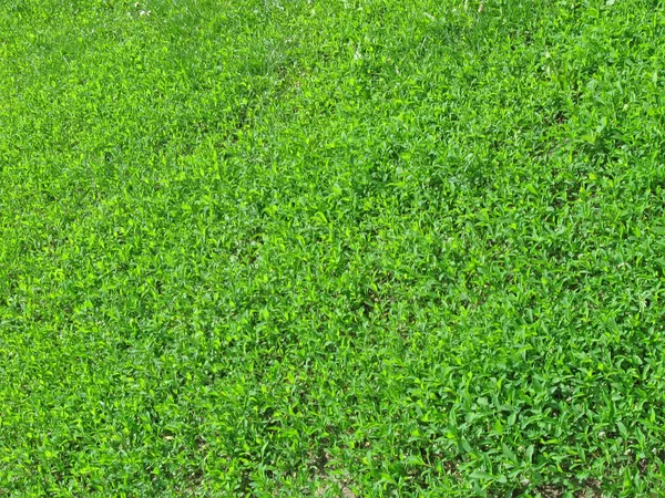Новая зеленая трава, природа, окружающая среда . — стоковое фото