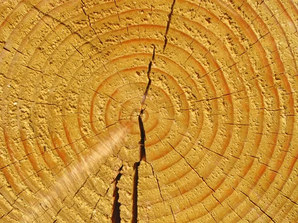 Wood texture closeup, pine tree cutting` — Stock Photo, Image