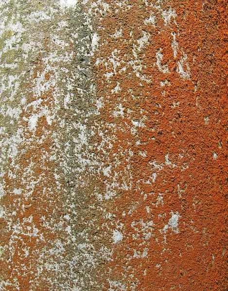 Bruin korstmossen op betonnen oppervlak, natuur details. — Stockfoto