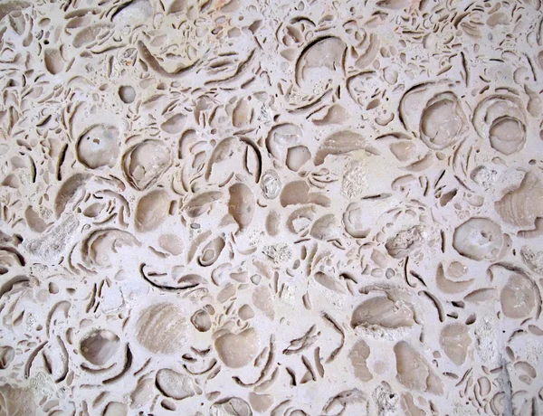 Stinkstone reef, shell rock stone closeup texture — Stock Photo, Image