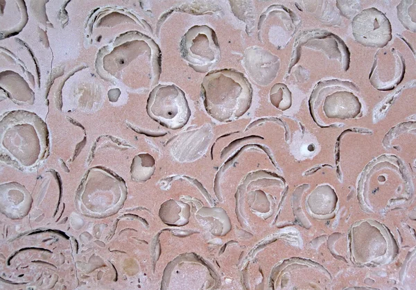 Shell rock stone closeup texture, stinkstone reef — Stock Photo, Image