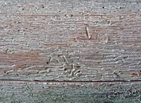 Corrupted vintage wood, nature closeup — Stock Photo, Image