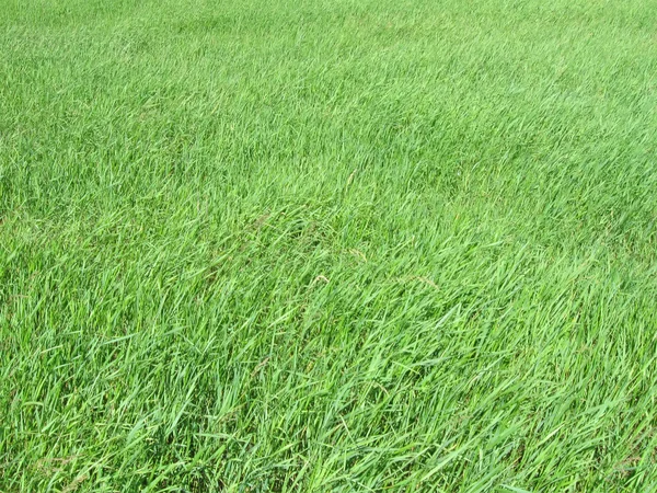 Junges grünes Gras Hintergrund, Natur — Stockfoto