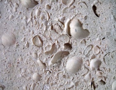 Shell rock stone closeup texture, stinkstone reef clipart
