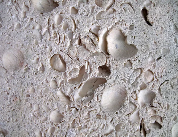Shell rock stone closeup texture, stinkstone reef — Zdjęcie stockowe