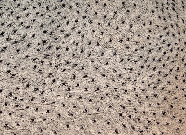 Closeup textura avestruz, fundo abstrato — Fotografia de Stock