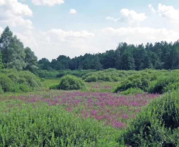 Зеленые растения, фиолетовые цветы, голубое небо — стоковое фото
