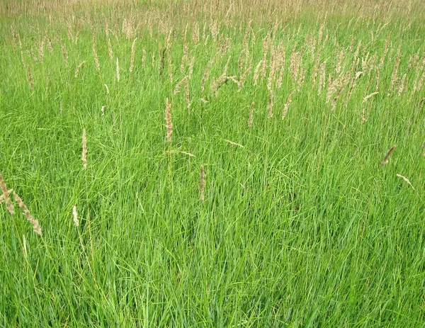 Jovem grama verde fundo, prado, natureza — Fotografia de Stock
