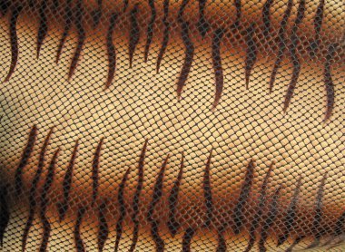 Closeup snakeskin texture, danger leather skin concept. clipart