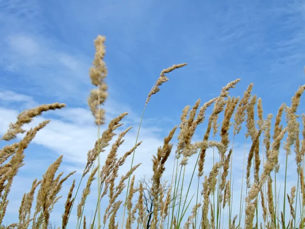 青い空、牧草地、自然の黄色の蒸気 — ストック写真