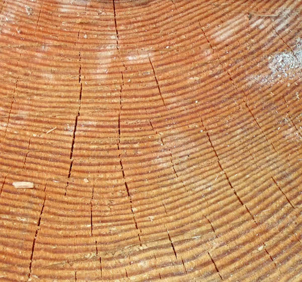Textura de madera de primer plano, concepto de pinetree envejecido . — Foto de Stock