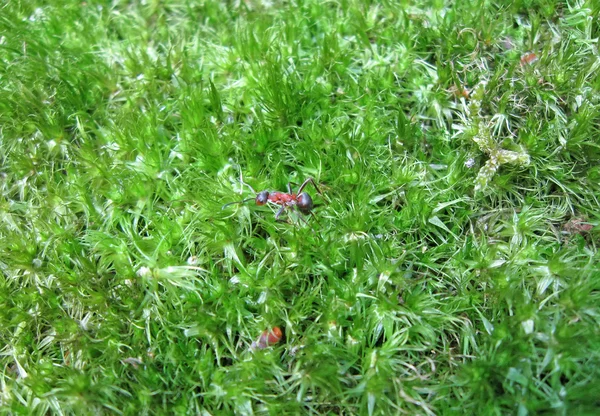 森林蚂蚁绿色年轻苔藓，宏昆虫概念上 — 图库照片