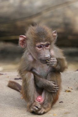 Baby baboon clipart