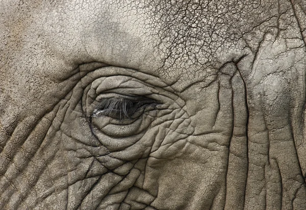 stock image African elephant eye