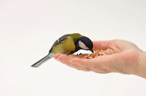 Greater tit on hand — Stock Photo, Image