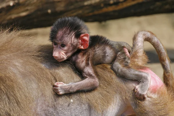 Neugeborenes Pavianbaby Stockfoto