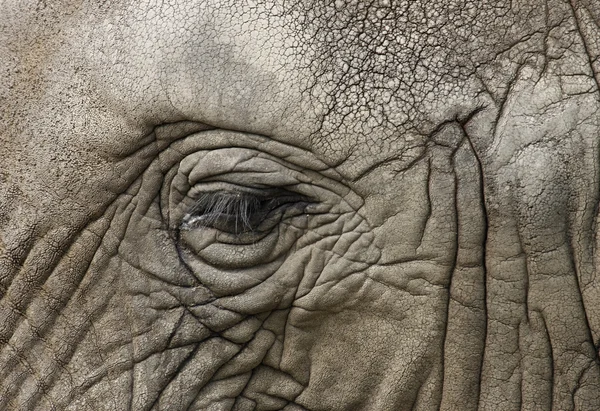 Afrikansk elefant öga Royaltyfria Stockfoton
