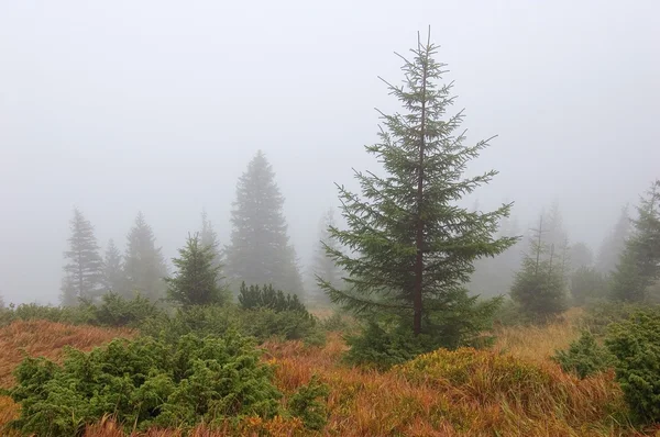 Fog's tree — Stock Photo, Image