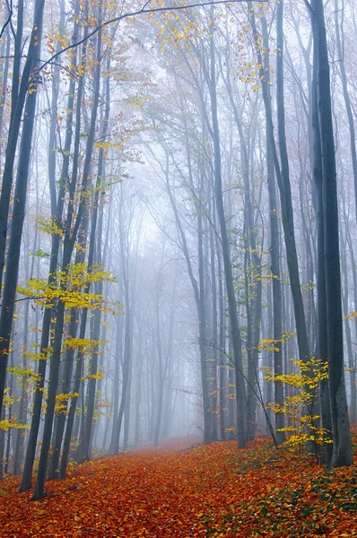 Herfst in hout — Stockfoto