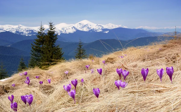 В горах расцветают крокусы — стоковое фото