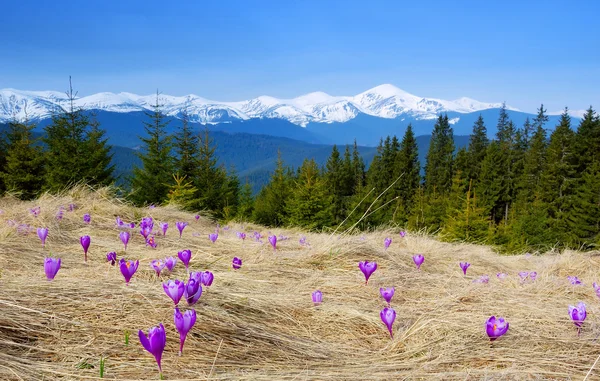 Crocuses blossoming in mountains — Stock Photo, Image