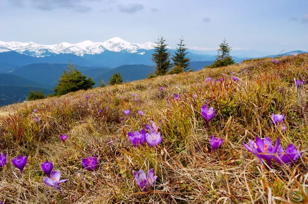 Крокуси квітучі в горах — стокове фото
