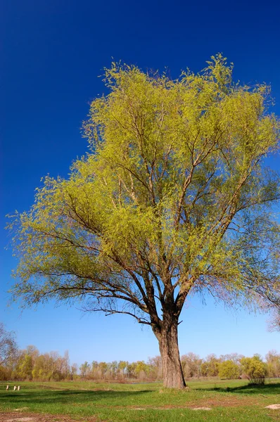 Baharda bir söğüt ağacı — Stok fotoğraf