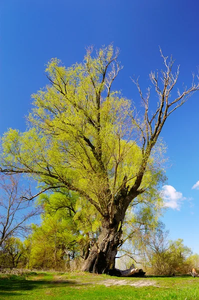 树在春天的柳树 — 图库照片