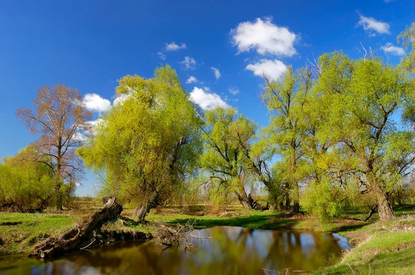 Árboles cerca de un estanque en primavera —  Fotos de Stock