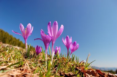 Blossoming crocuses clipart