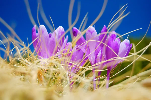 Blossoming crocuses — Stock Photo, Image