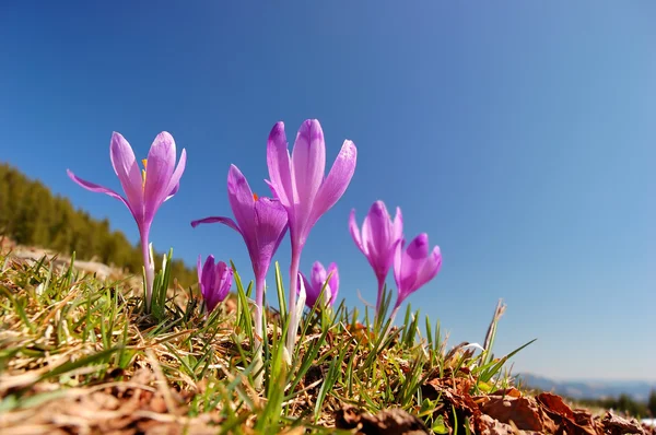 Blossoming crocuses — Stock Photo, Image