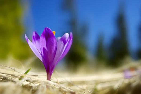 Kwitnąca krokusy — Zdjęcie stockowe