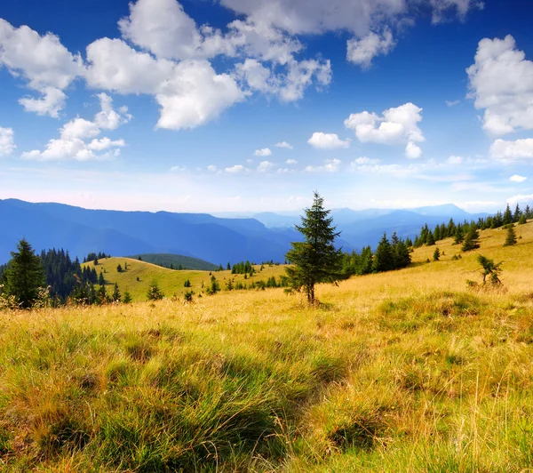 Summer landscape in mountains — Stock Photo, Image