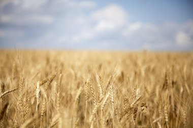 Wheat field in Ukraine clipart