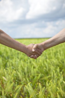 Farmers handshake in green wheat field. clipart