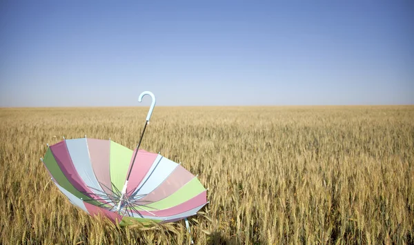 Ombrello nel campo di grano — Foto Stock