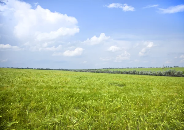 Yeşil buğday alan ve mavi gökyüzü manzara — Stok fotoğraf