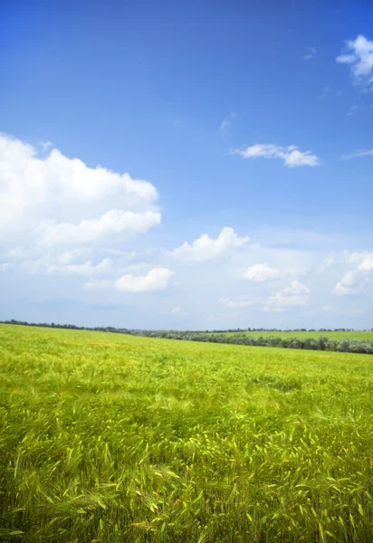 Campo de trigo verde e paisagem céu azul — Fotografia de Stock