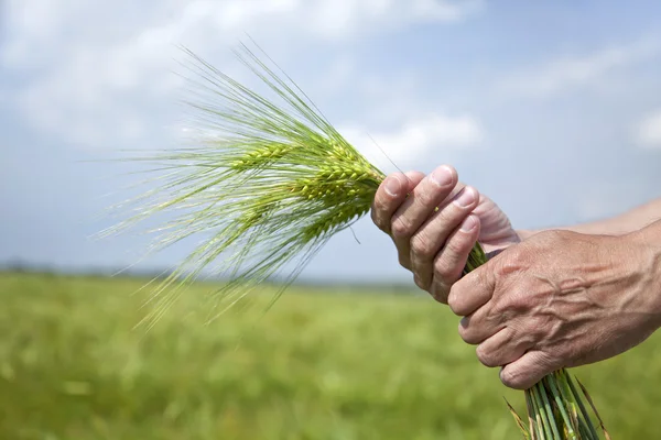 Mão do agricultor manter espigueta de trigo verde . — Fotografia de Stock