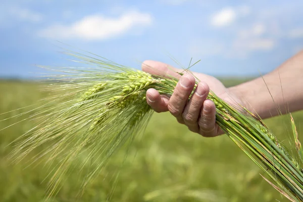 Mano contadino mantenere spikelet di grano verde . — Foto Stock