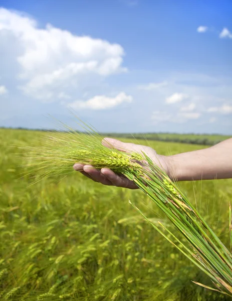 Mano del agricultor mantener espiguilla de trigo verde . — Foto de Stock
